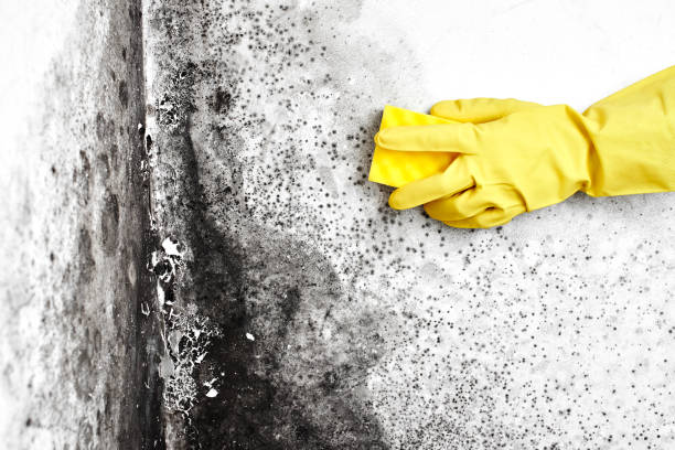 Best Black Mold Remediation in Florence, TX