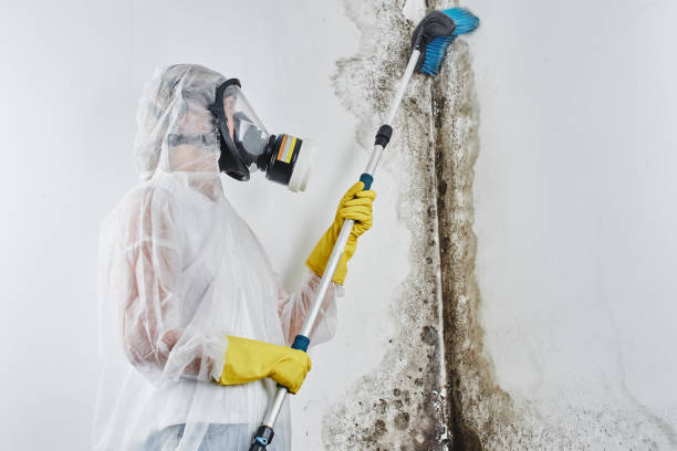 Best Insurance-Related Mold Remediation in Florence, TX