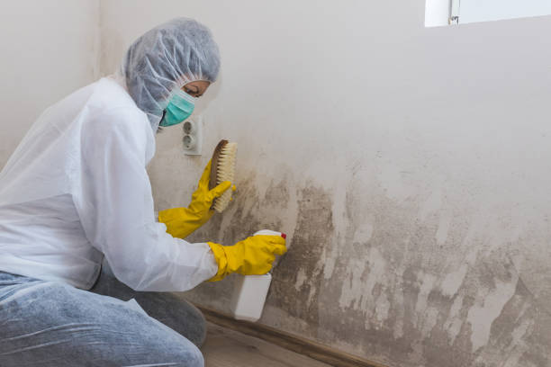 Best White Mold Remediation in Florence, TX