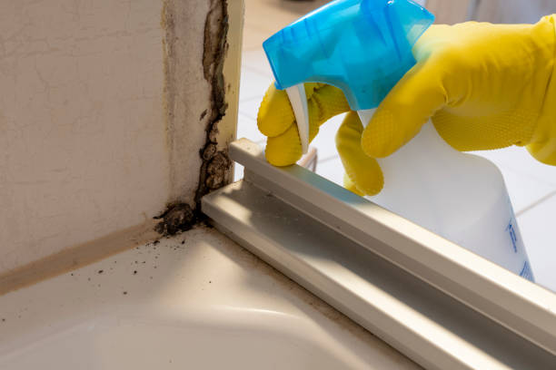 Best Mold Remediation for Specific Building Types in Florence, TX
