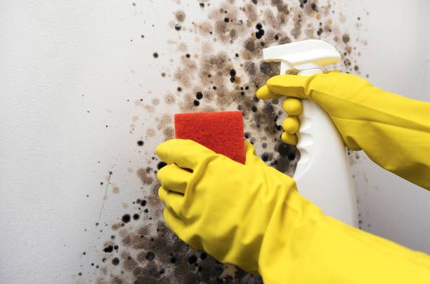 Best HVAC Mold Remediation in Florence, TX