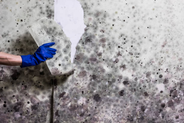 Best Post-Flood Mold Remediation in Florence, TX