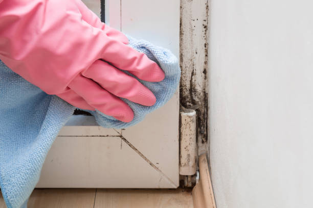Best Black Mold Remediation in Florence, TX