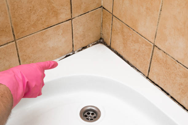 Best Industrial Mold Remediation in Florence, TX